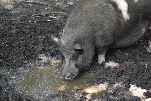 范迪克则仍 范迪克则仍